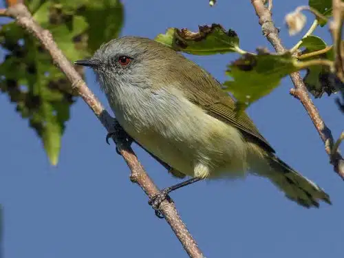 Riroriro