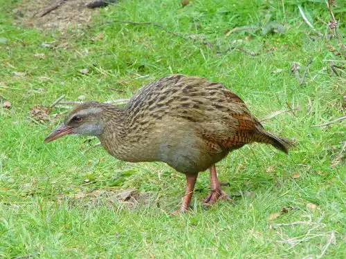 Weka