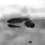 Boulder Bank 1