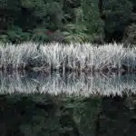 Harakeke