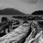 Lake Kaniere Slash
