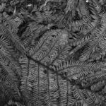 Punakaiki 2