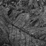 Punakaiki 2