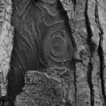 Rimu